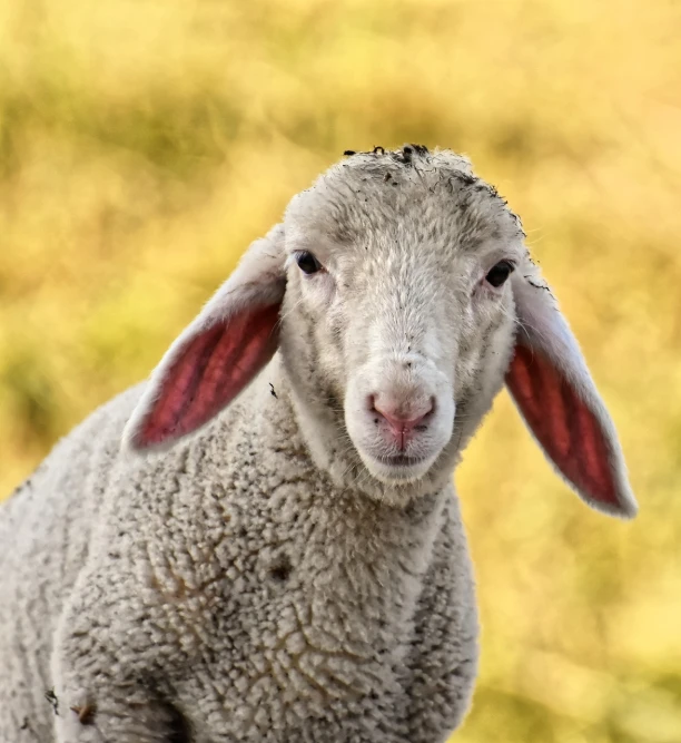 a close up of a sheep looking at the camera, a portrait, by Edward Corbett, shutterstock, australian, nitid and detailed background, bunny, stock photo