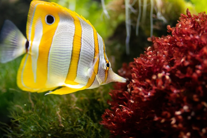 a close up of a fish in an aquarium, a picture, by Dietmar Damerau, shutterstock, butterflyfish, moss, red and yellow, sea plants