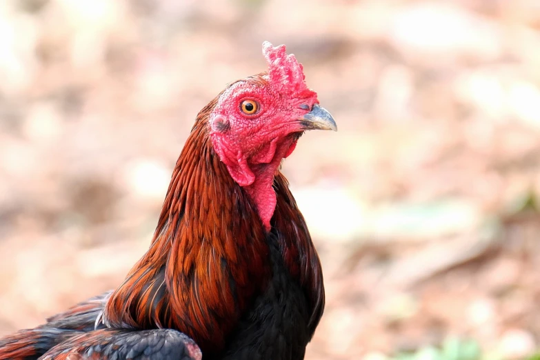 a close up of a rooster with a red comb, a photo, portrait of forest gog, mid shot photo, red and black colors, head and shoulders view