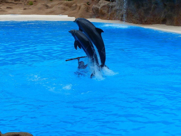 a couple of dolphins jumping out of the water, a photo, by Enrique Tábara, arabesque, real picture taken in zoo, circus, dlsr photo, watch photo