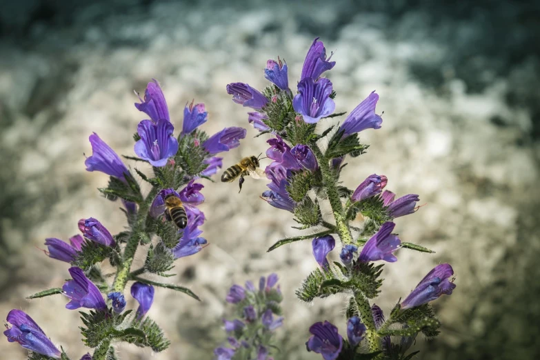 a bee sitting on top of a purple flower, by Erwin Bowien, figuration libre, museum quality photo, highly detailed photo, small bees following the leader, blue and purple plants