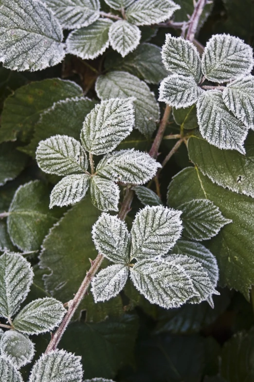 a close up of a plant with frost on it, inspired by Arthur Burdett Frost, shutterstock, rose-brambles, many leaves, green foliage, repeating