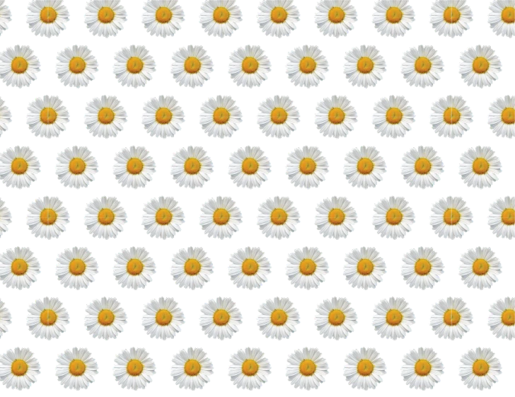 a pattern of daisies on a black background, an album cover, inspired by Peter Alexander Hay, minimalism, background image, digital art emoji collection, repeating 3 5 mm photography, collage