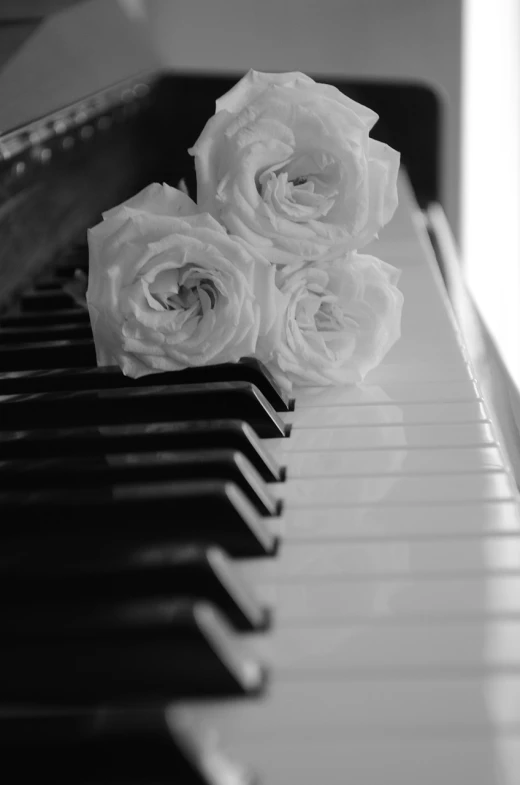 a bunch of white roses sitting on top of a piano, a black and white photo, by Eugeniusz Zak, today\'s featured photograph 4k, love theme, cutest, instruments