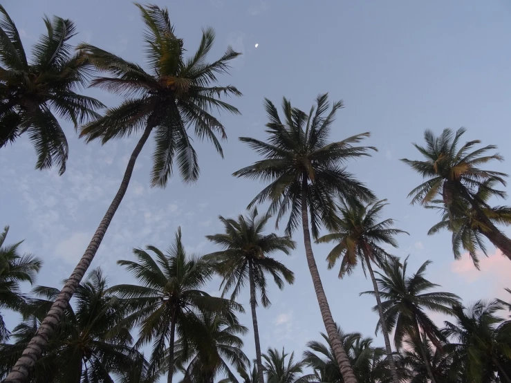 a group of palm trees against a blue sky, a picture, hurufiyya, moonlit kerala village, dakar, coconuts, night photo