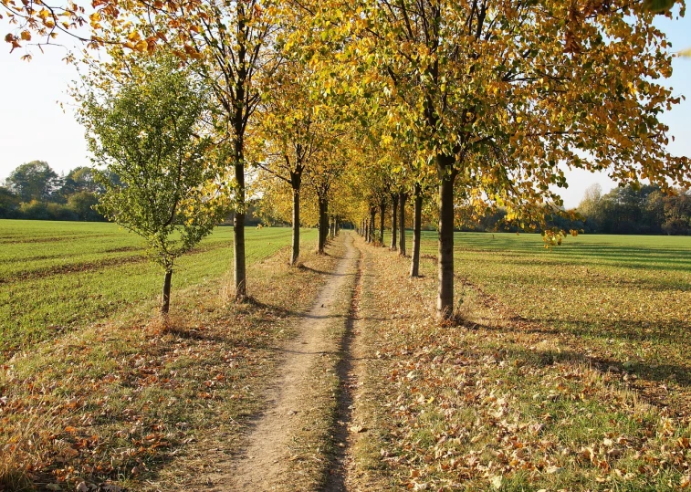 a dirt road between two rows of trees, a photo, by Dietmar Damerau, shutterstock, naive art, autum, landscape 35mm veduta photo, meadows, behaelterverfolgung