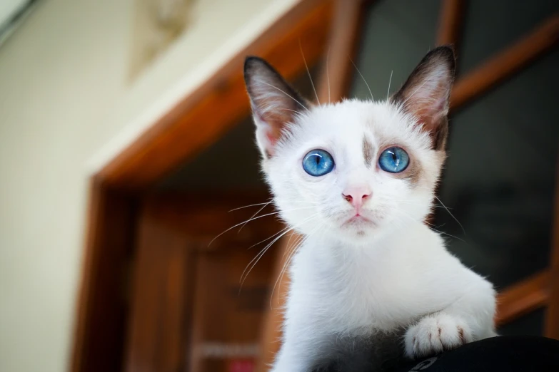 a close up of a cat with blue eyes, by Maksimilijan Vanka, flickr, arabesque, pale pointed ears, miniature kitten, taken with canon eos 5 d, white and blue