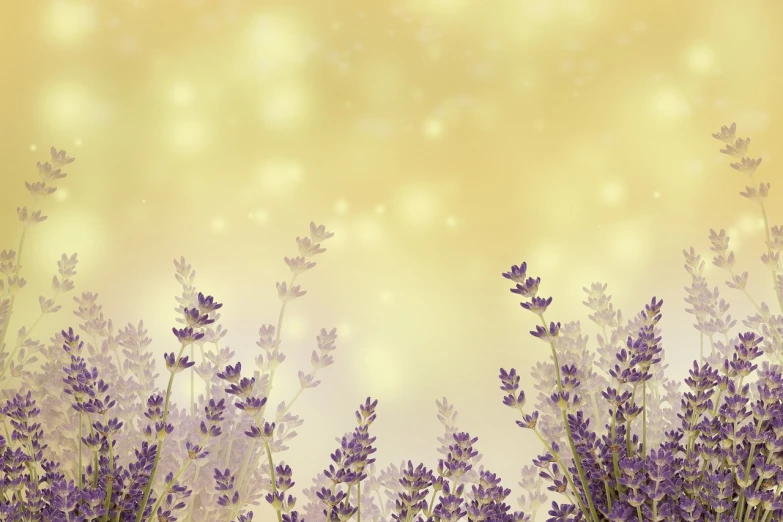a bunch of lavender flowers in a field, digital art, shutterstock, relaxed. gold background, soft an diffuse lights, high detail illustration, decorative border
