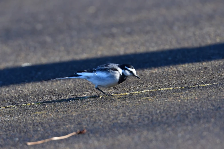 a small bird is walking on the pavement, by Jim Nelson, with a white muzzle, 1200 dpi, shiny silver, oregon