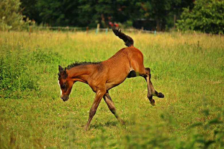 a brown horse running across a lush green field, a picture, pixabay, arabesque, birth, desperate pose, doing a kick, german