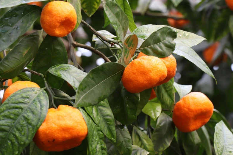 a close up of a bunch of oranges on a tree, hurufiyya, indoor, high quality product image”