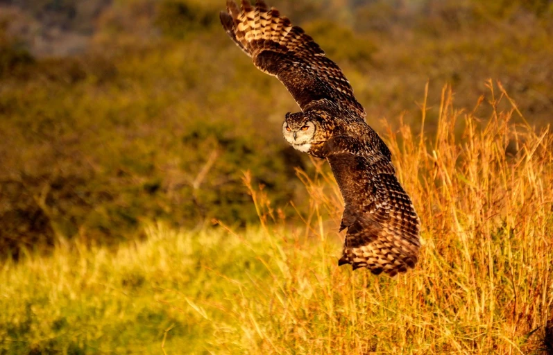 a bird that is flying in the air, by David Garner, shutterstock, hurufiyya, owl, bushveld background, back lit, stock photo
