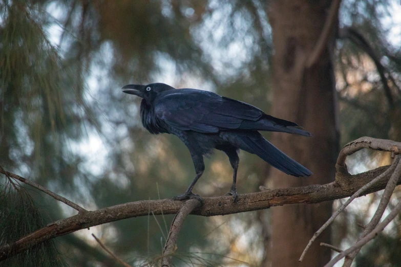 a black bird sitting on top of a tree branch, inspired by Gonzalo Endara Crow, renaissance, 2 0 0 mm telephoto, enjoying a stroll in the forest, bangalore, among ravens