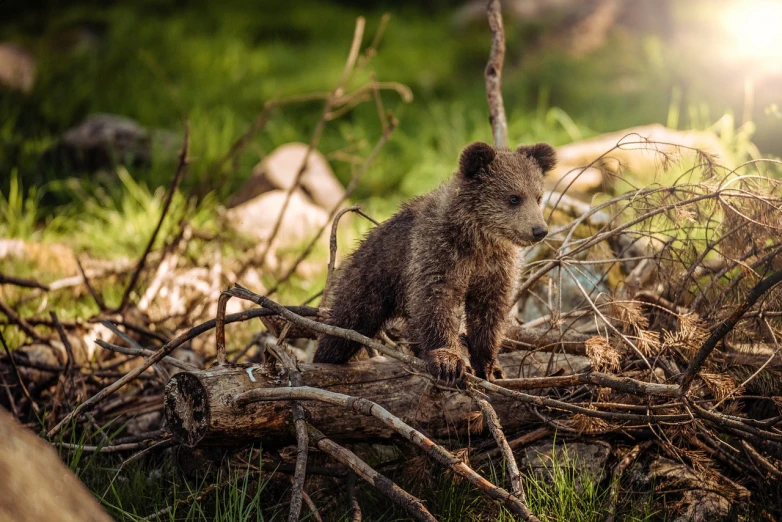 a small brown bear sitting on top of a pile of branches, a picture, by Dietmar Damerau, unsplash, cub, summer morning, fur with mud, paul barson