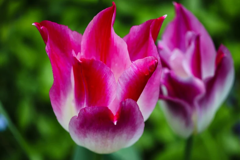 a close up of a pink and white tulip, vivid vibrant deep colors, 7 0 mm photo