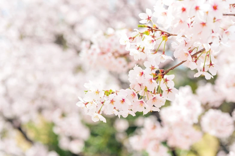 a close up of a bunch of flowers on a tree, a picture, shutterstock, shin hanga, sakura haruno, background image, super detailed picture, nagasaki