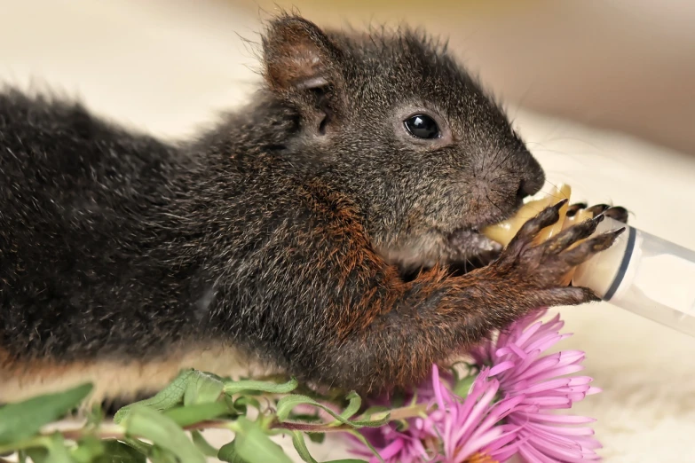 a squirrel that is holding a cigarette in its mouth, a photo, by Susan Heidi, shutterstock, renaissance, picking up a flower, dinner is served, loosely cropped, black