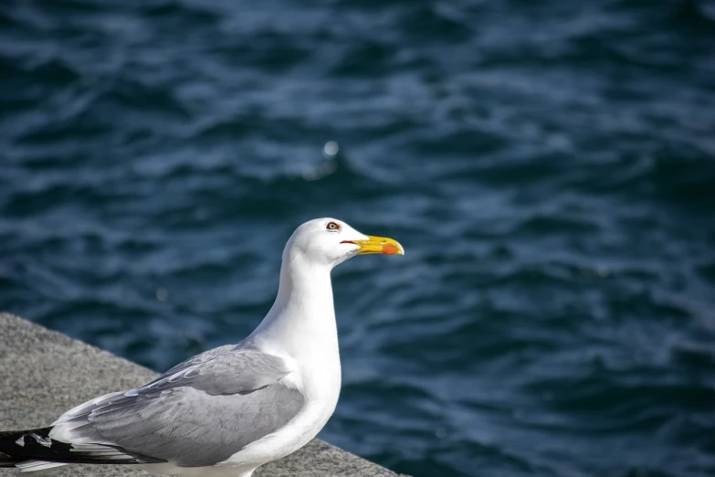 a close up of a seagull near a body of water, a picture, arabesque, portait photo, modern high sharpness photo, with a yellow beak, portlet photo