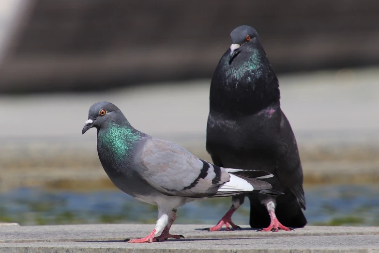 a couple of pigeons standing next to each other, by Jan Rustem, shutterstock, figuration libre, green legs, on the concrete ground, in the sun, flash photo