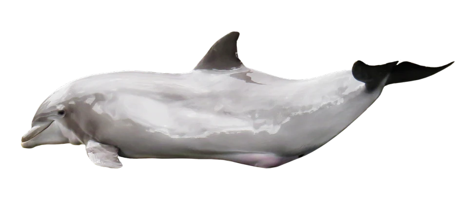 a close up of a dolphin on a black background, a digital rendering, by Julian Allen, fine art, back shark fin, shiny white skin, shot on a 2 0 0 3 camera, houdini fluid simulation