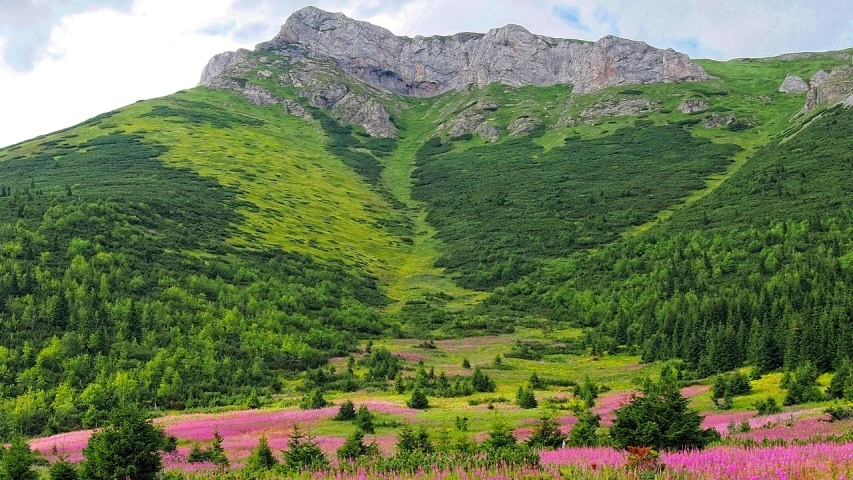 a field of pink flowers in front of a mountain, by Muggur, flickr, sōsaku hanga, quebec, colorful ravine, lada, hyperdetailed!!