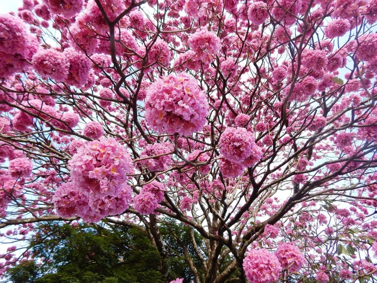 a close up of a tree with pink flowers, by Ramón Silva, floral explosion, sao paulo, snapchat photo, sri lanka