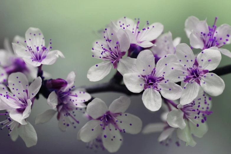 a bunch of white and purple flowers on a branch, by Liang Kai, trending on pixabay, setting is bliss wallpaper, vortex of plum petals, smooth 4k, closeup 4k