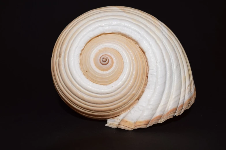 a close up of a shell on a black surface, by Jan Rustem, hurufiyya, white spiral horns, 3/4 side view, bottom - view, uv
