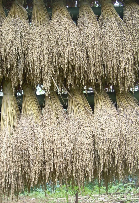 a bunch of straw hanging from the side of a building, flickr, sōsaku hanga, stereogram, rice, organic biomass, hair