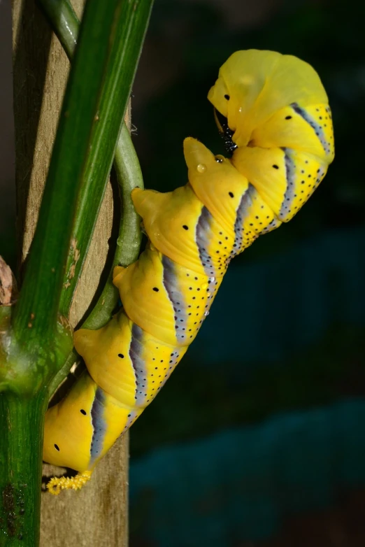 a close up of a cater on a plant, by Robert Brackman, flickr, hurufiyya, banana color, in a row, newly hatched dragon, chrysalis