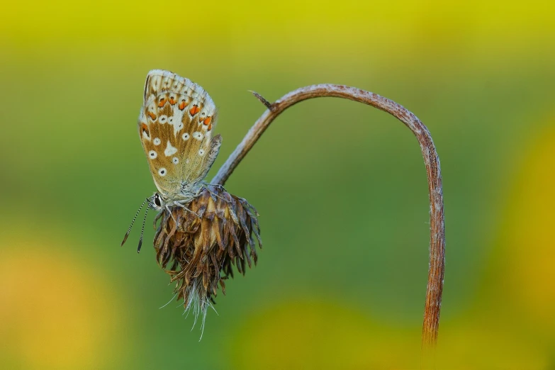 a butterfly sitting on top of a dry flower, by Etienne Delessert, adrian borda, 1 male, rays, gary chalk