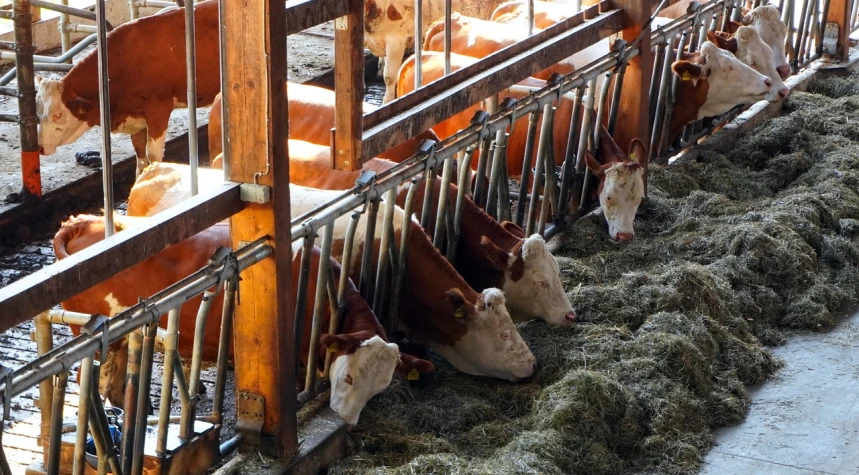 a group of cows eating hay in a pen, by Abraham van Beijeren, shutterstock, precisionism, red trusses, vertical orientation, relaxing after a hard day, mezzanine