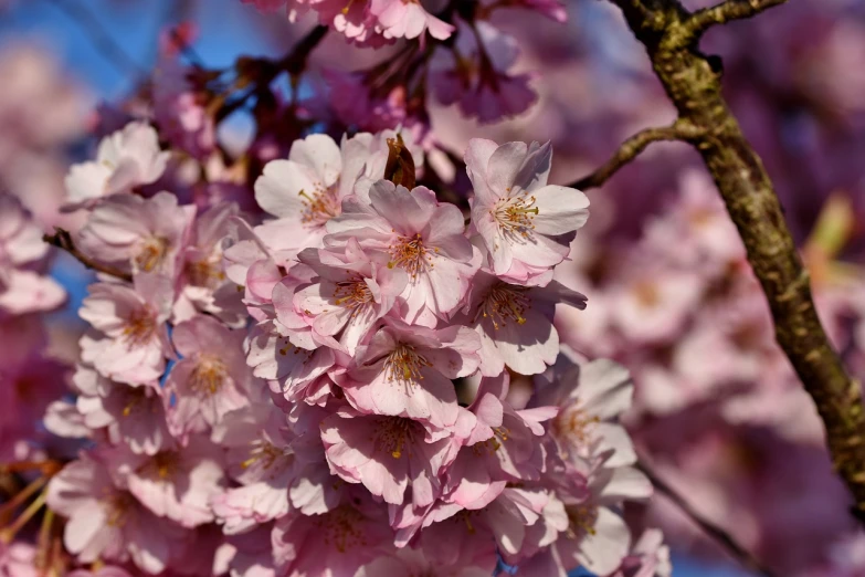 a close up of a bunch of flowers on a tree, a portrait, trending on pixabay, sōsaku hanga, sakura bloomimg, 1 6 x 1 6, hdr detail, depth detail