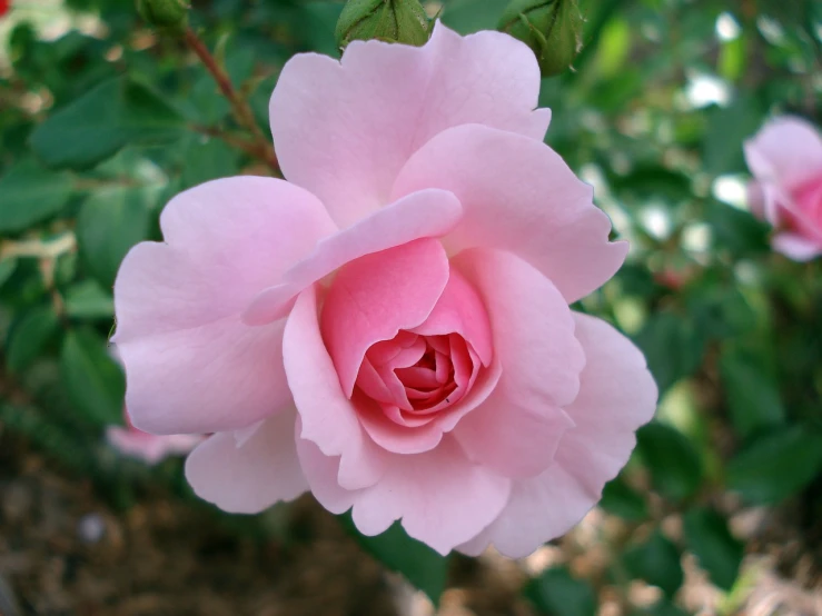 a pink rose is blooming in a garden, by Joy Garnett, flickr, alabama, beautiful flower, orthodox, soft shade