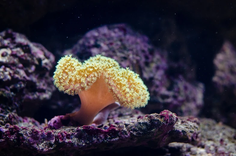 a close up of a sea anemone on a rock, a macro photograph, shutterstock, romanticism, mushrooms grow from the body, albino dwarf, flash photo, seahorse