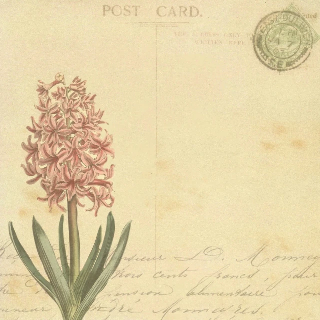 an old postcard with a pink flower on it, a digital rendering, hyacinth, with intricate detail, social media, document