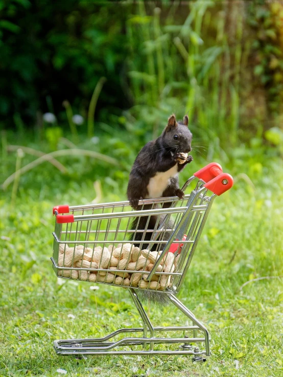 a squirrel sitting on top of a shopping cart, a photo, by Dietmar Damerau, shutterstock, in the shape of a rat, black, !!natural beauty!!, stock photo