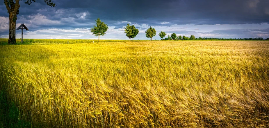 a field of wheat with a lone tree in the distance, by Karl Pümpin, color field, curved trees, thunder storm, in a row, dramatic golden light