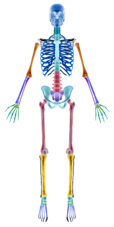 an x - ray image of a human skeleton, a digital rendering, by Alison Watt, renaissance, centered full body rear-shot, multi colored, 2 arms and 2 legs!, botany bones
