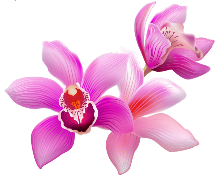 a close up of a pink flower on a black background, a digital rendering, an orchid flower, hd vector art, purple and red flowers, no gradients