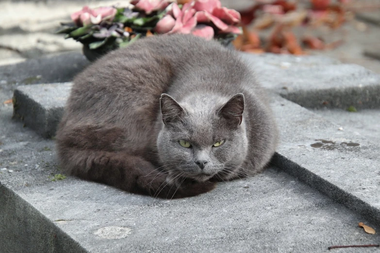 a cat that is laying down on some steps, by Maksimilijan Vanka, pixabay, romanticism, in a graveyard, blue gray, stock photo, armored cat