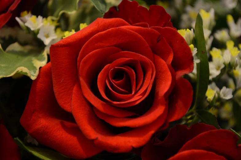 a close up of a bunch of red roses, romanticism, ceramic, deep colour, alexis flower, laying on roses