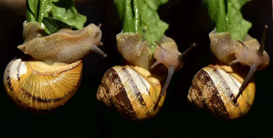 a couple of snails sitting on top of a plant, by Jan Rustem, pixabay, in a row, viewed from below, 🦩🪐🐞👩🏻🦳, highly detailed image