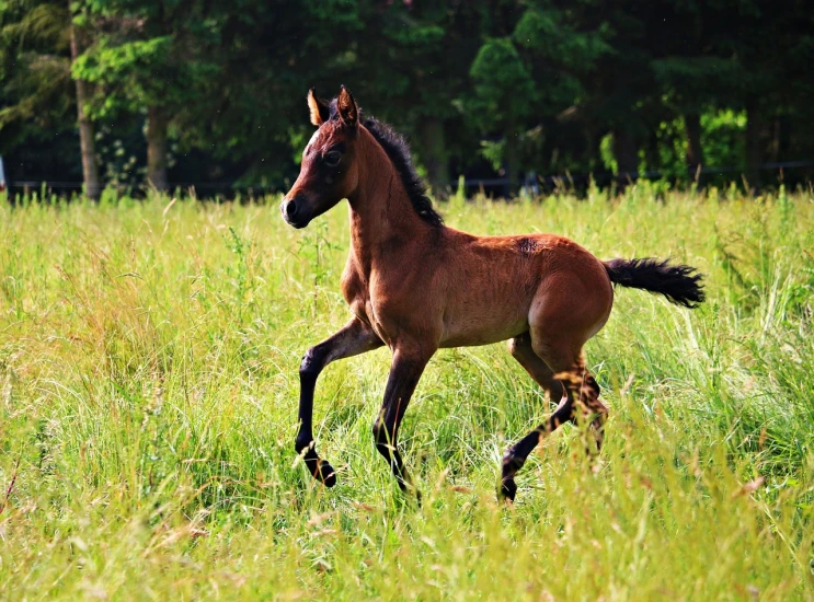 a brown horse running across a lush green field, by Caroline Mytinger, shutterstock, renaissance, birth, high dof, young noble, cutest