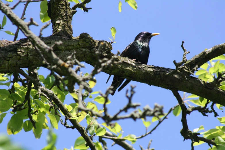 a black bird sitting on top of a tree branch, by Istvan Banyai, flickr, blue sky, may 1 0, emerald, niels otto møller