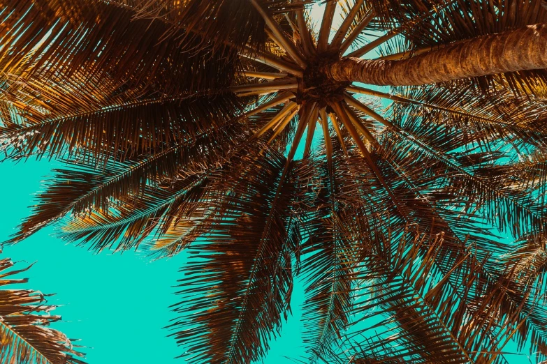 a group of palm trees against a blue sky, a colorized photo, by Matthias Weischer, bottom view, brown and cyan color scheme, mobile wallpaper, underwater looking up