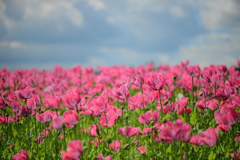 a field of pink flowers with a blue sky in the background, color field, anemone, closeup photo, flowers exploding and spraying, high res photo