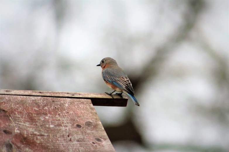 a small blue bird sitting on top of a wooden roof, by Neil Blevins, lone female, nice slight overcast weather, high res photo, outdoor photo