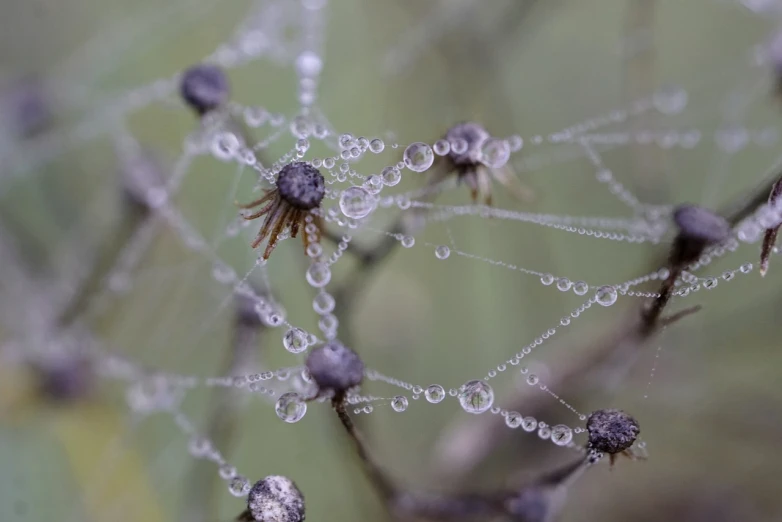 a close up of a spider web covered in water droplets, by Mary Davis, net art, spores floating in the air, strings of pearls, small depth of field, david hardy