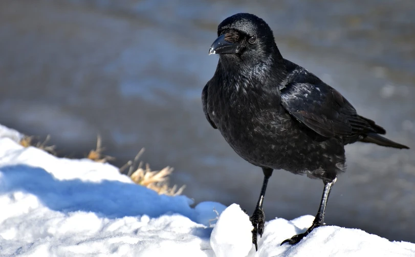 a black bird standing on top of snow covered ground, a portrait, flickr, renaissance, colorado, closeup of a crow, black shiny eyes, on a sunny day